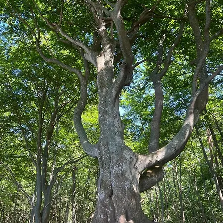 Moja Debina Lux 2, Dom Z Pokojem Dziennym, Dwiema Sypialniami I Widokiem Na Las, Blisko Plazy * Debina (Ustka)