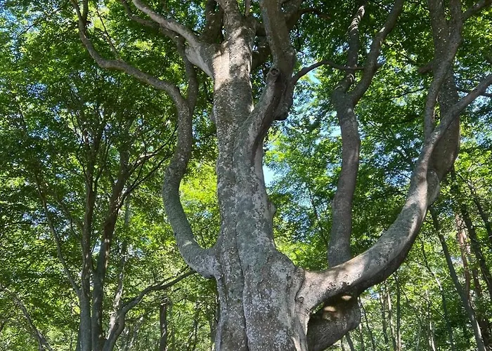 Moja Debina Lux 2, Dom Z Pokojem Dziennym, Dwiema Sypialniami I Widokiem Na Las, Blisko Plazy * Debina (Ustka)